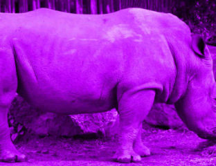 lesbian fact - purple rhino