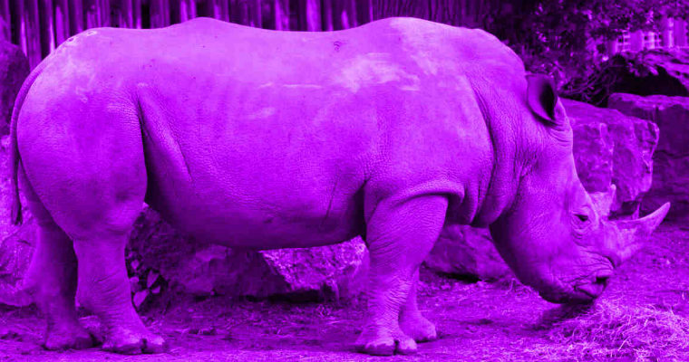 lesbian fact - purple rhino