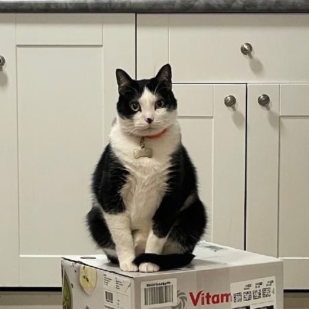 A lesbian couple's cats take over a Vitamix box... and the Internet
